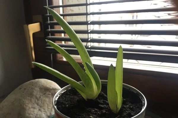 Aloes w doniczce przy oknie